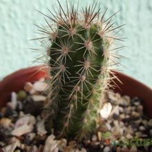 A photo of Echinopsis bertramiana