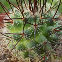 A photo of Mammillaria johnstonii