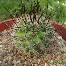 A photo of Mammillaria johnstonii