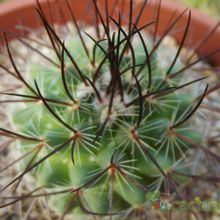A photo of Mammillaria johnstonii