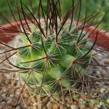 A photo of Mammillaria johnstonii