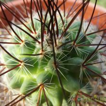 A photo of Mammillaria johnstonii