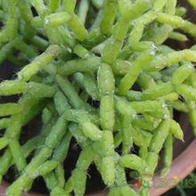 A photo of Rhipsalis cereuscula