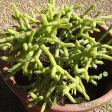 A photo of Rhipsalis cereuscula