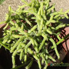 A photo of Rhipsalis cereuscula