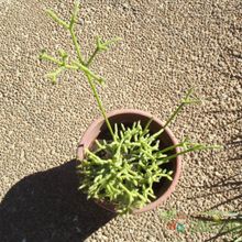 A photo of Rhipsalis cereuscula