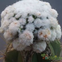 Una foto de Mammillaria gracilis cv. oruga blanca