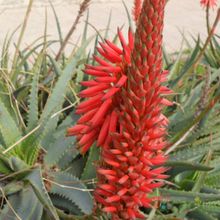 Una foto de Aloe arborescens