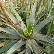 A photo of Aloe arborescens