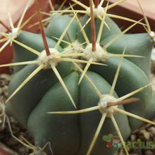 Una foto de Ferocactus pottsi