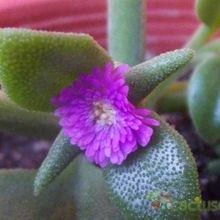 A photo of Mesembryanthemum cordifolium