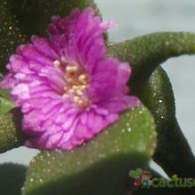 A photo of Mesembryanthemum cordifolium