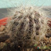 Una foto de Copiapoa krainziana