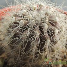 Una foto de Copiapoa krainziana