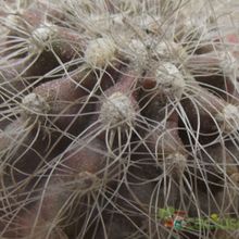 Una foto de Copiapoa krainziana