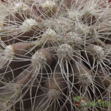 Una foto de Copiapoa krainziana