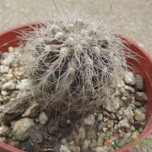 Una foto de Copiapoa krainziana