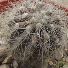 Una foto de Copiapoa krainziana