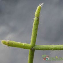 A photo of Rhipsalis cereuscula