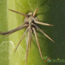 A photo of Echinopsis schoenii