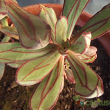 A photo of Echeveria nodulosa