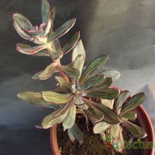A photo of Echeveria nodulosa