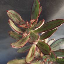 A photo of Echeveria nodulosa