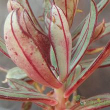 A photo of Echeveria nodulosa