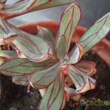 A photo of Echeveria nodulosa