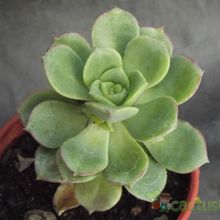A photo of Aeonium haworthii