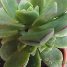 A photo of Aeonium haworthii