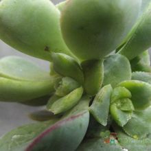 A photo of Aeonium haworthii