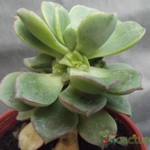 A photo of Aeonium haworthii
