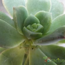 A photo of Aeonium haworthii