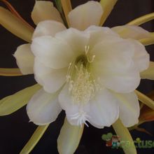 A photo of Epiphyllum laui