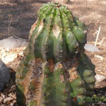 Una foto de Echinopsis cv. stars and stripes