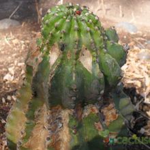 Una foto de Echinopsis cv. stars and stripes