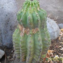 Una foto de Echinopsis cv. stars and stripes
