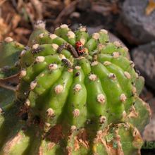 Una foto de Echinopsis cv. stars and stripes