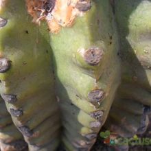 Una foto de Echinopsis cv. stars and stripes