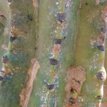 Una foto de Echinopsis cv. stars and stripes