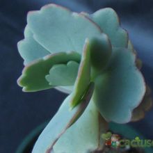 A photo of Kalanchoe fedtschenkoi