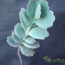 A photo of Kalanchoe fedtschenkoi