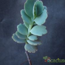 A photo of Kalanchoe fedtschenkoi