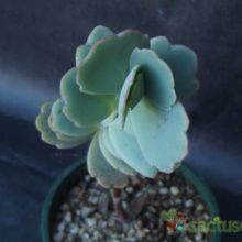 A photo of Kalanchoe fedtschenkoi