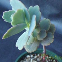 A photo of Kalanchoe fedtschenkoi