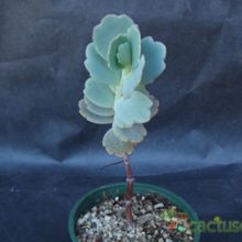 A photo of Kalanchoe fedtschenkoi