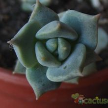 Una foto de Echeveria prolifica
