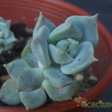 Una foto de Echeveria prolifica