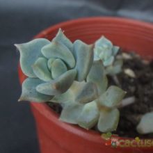 Una foto de Echeveria prolifica